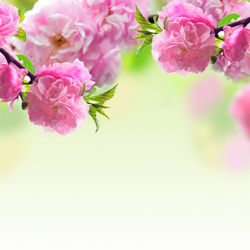 Обои для рабочего стола. цветы, ветки, весна, розовые, цветение. 
