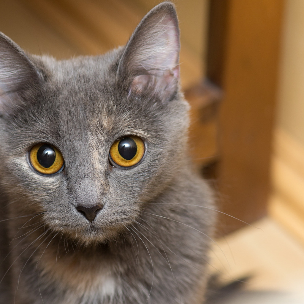 Сарерый кот сжёлтоми глазами