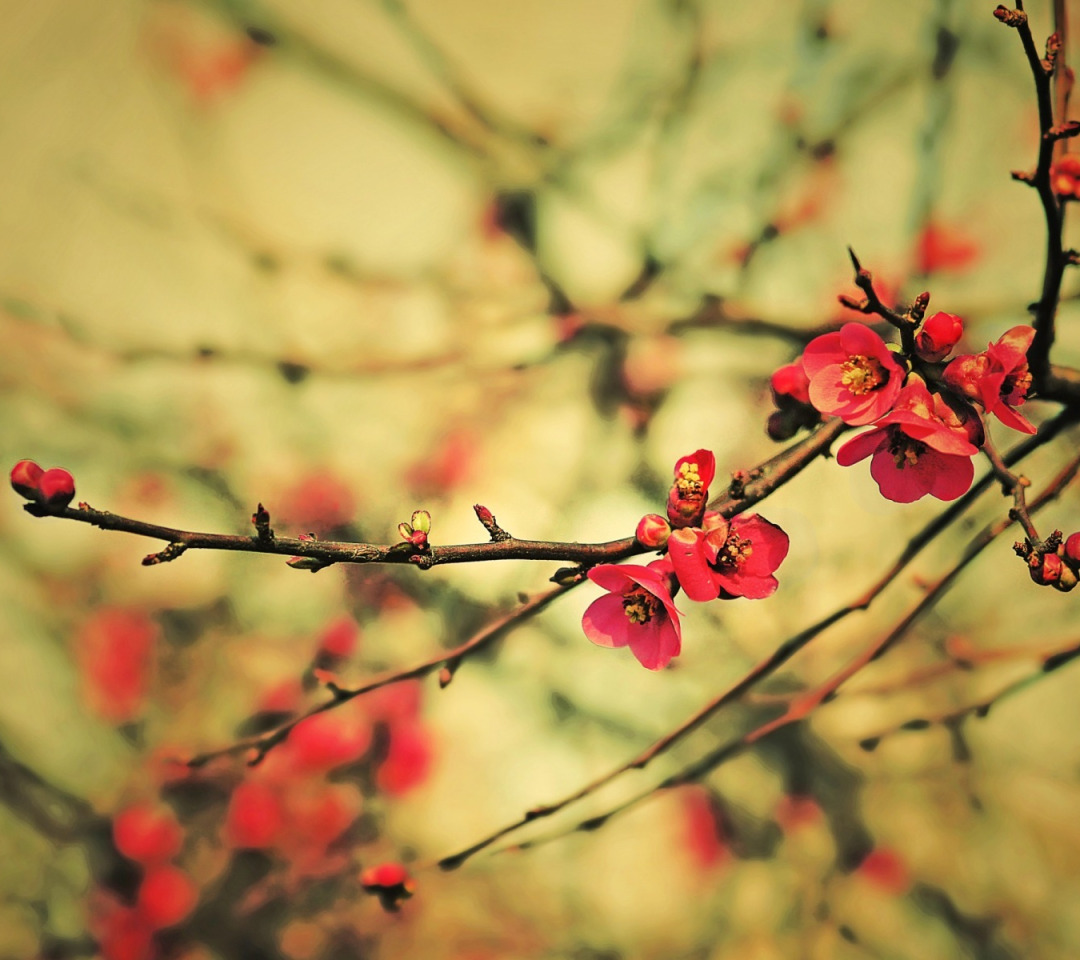 Скачать обои цветы, ветки, Весна, почки, раздел природа в разрешении 1080x9...