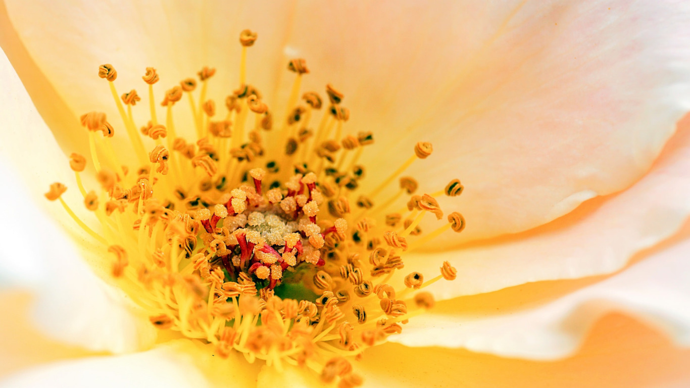 flower-petals-yellow-1.jpg