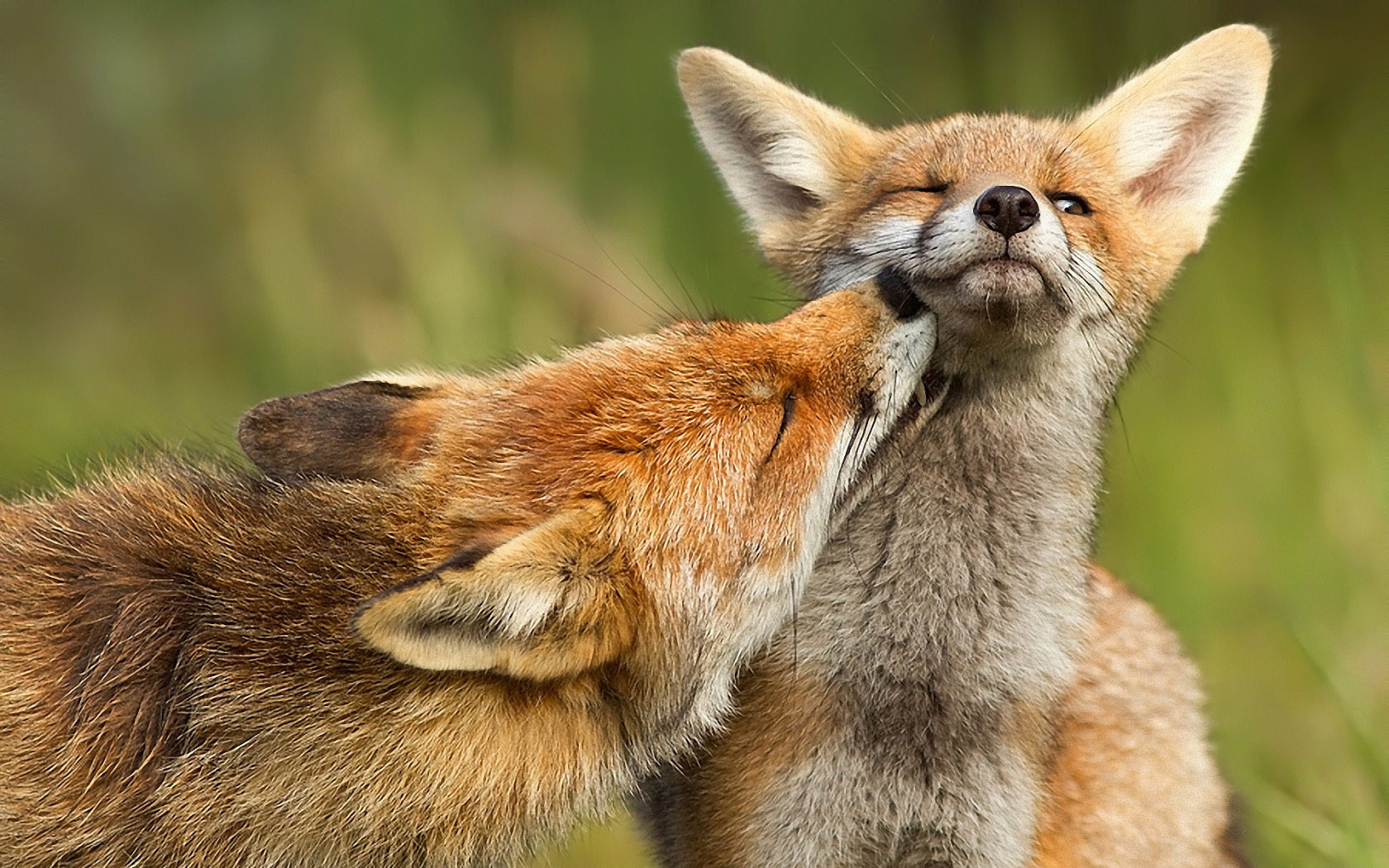 Скачать обои хищник, лиса, fox, раздел животные в разрешении 1680x1050.