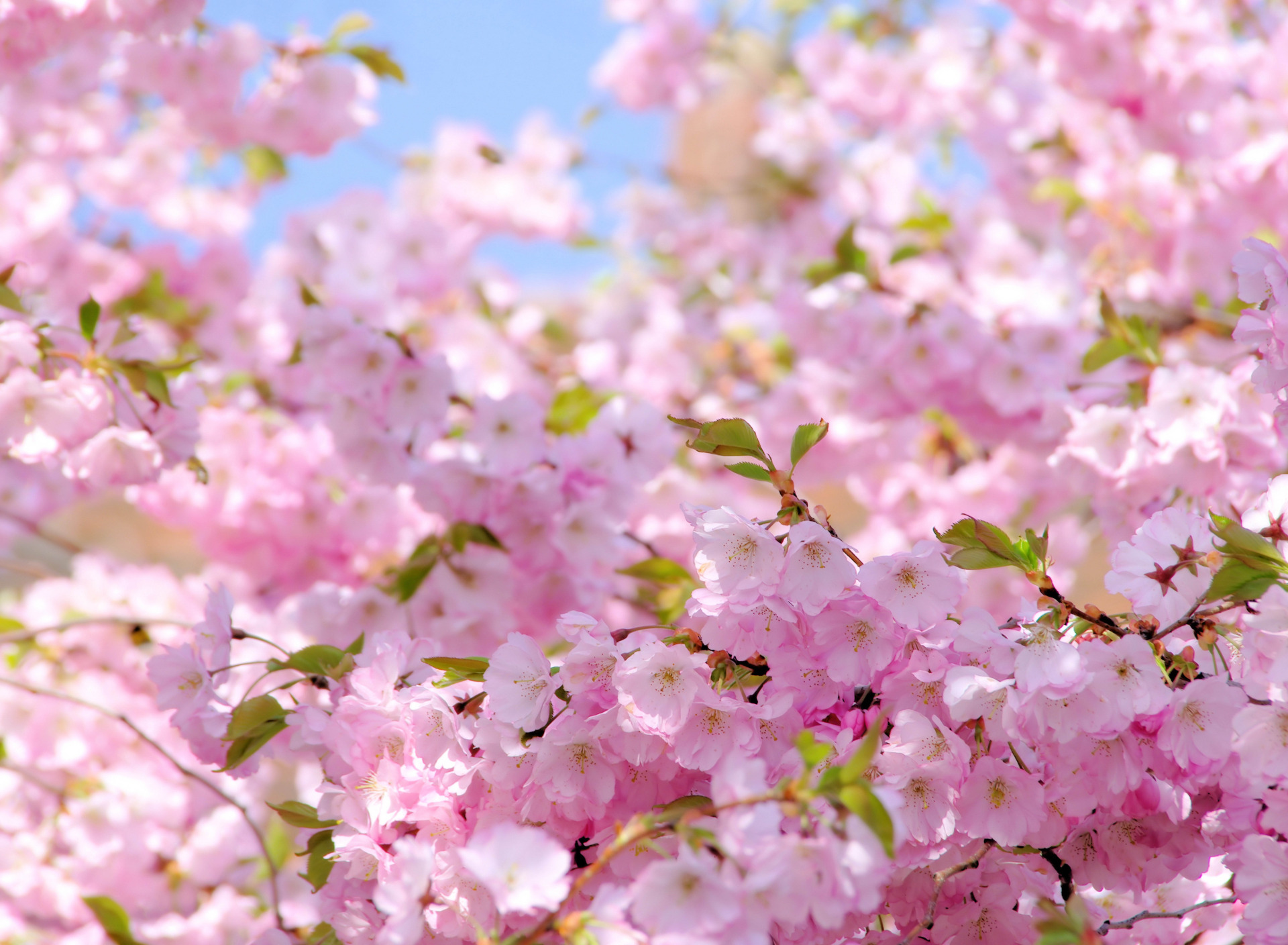 vesna-solnce-cvetenie-sakura.jpg