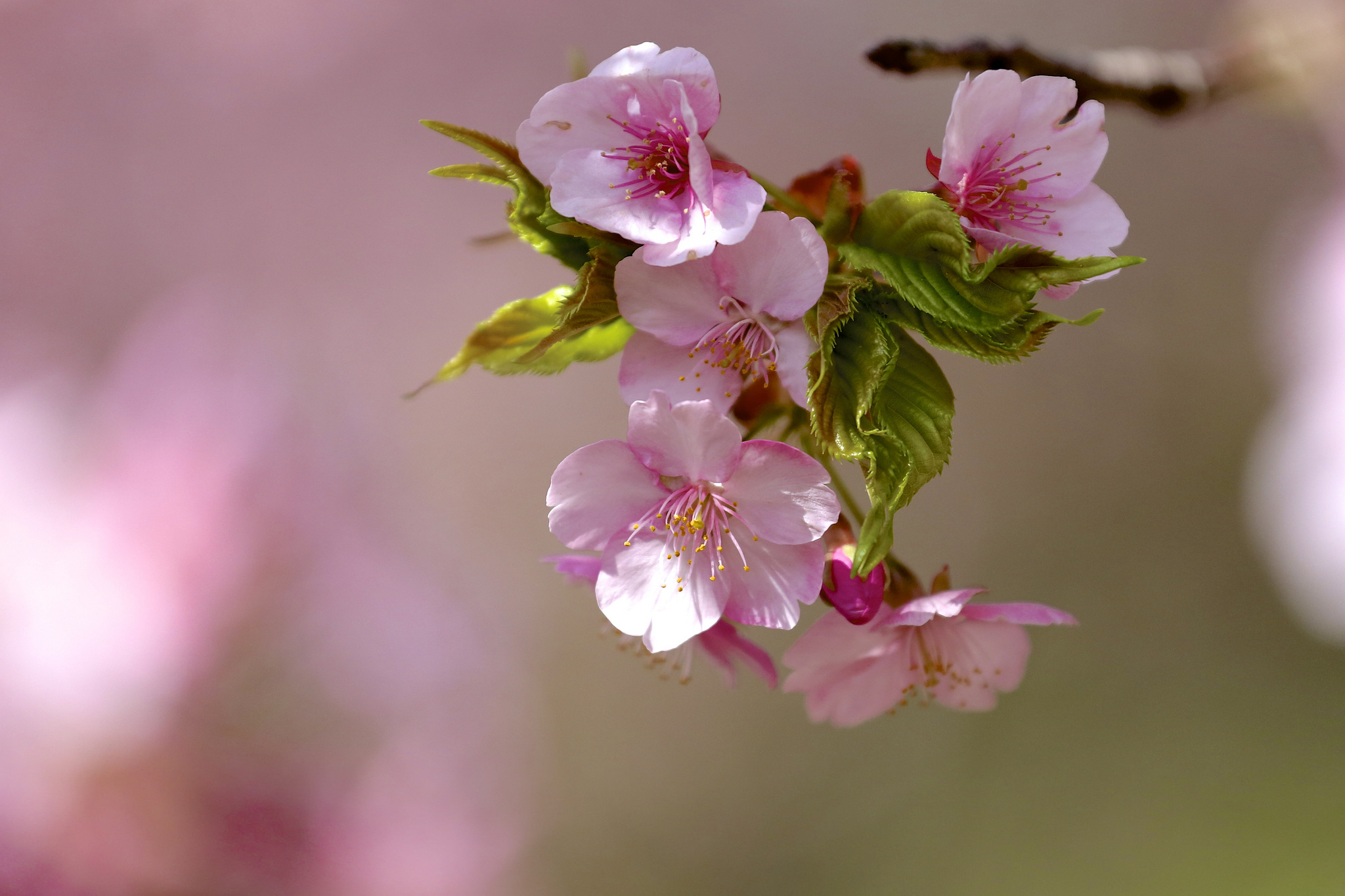 Цветущая яблоня Сакура