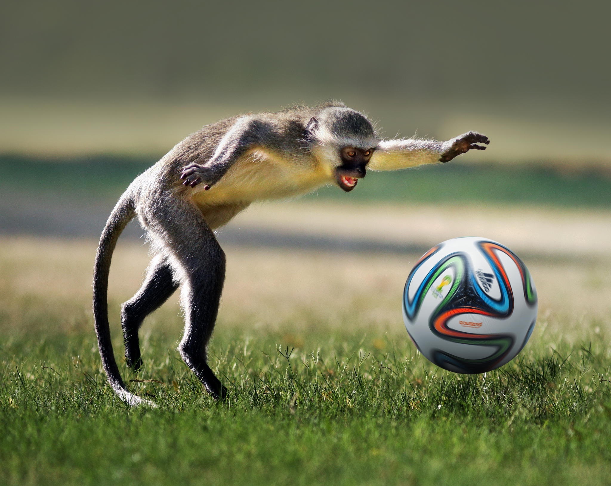 Monkey humping a football.
