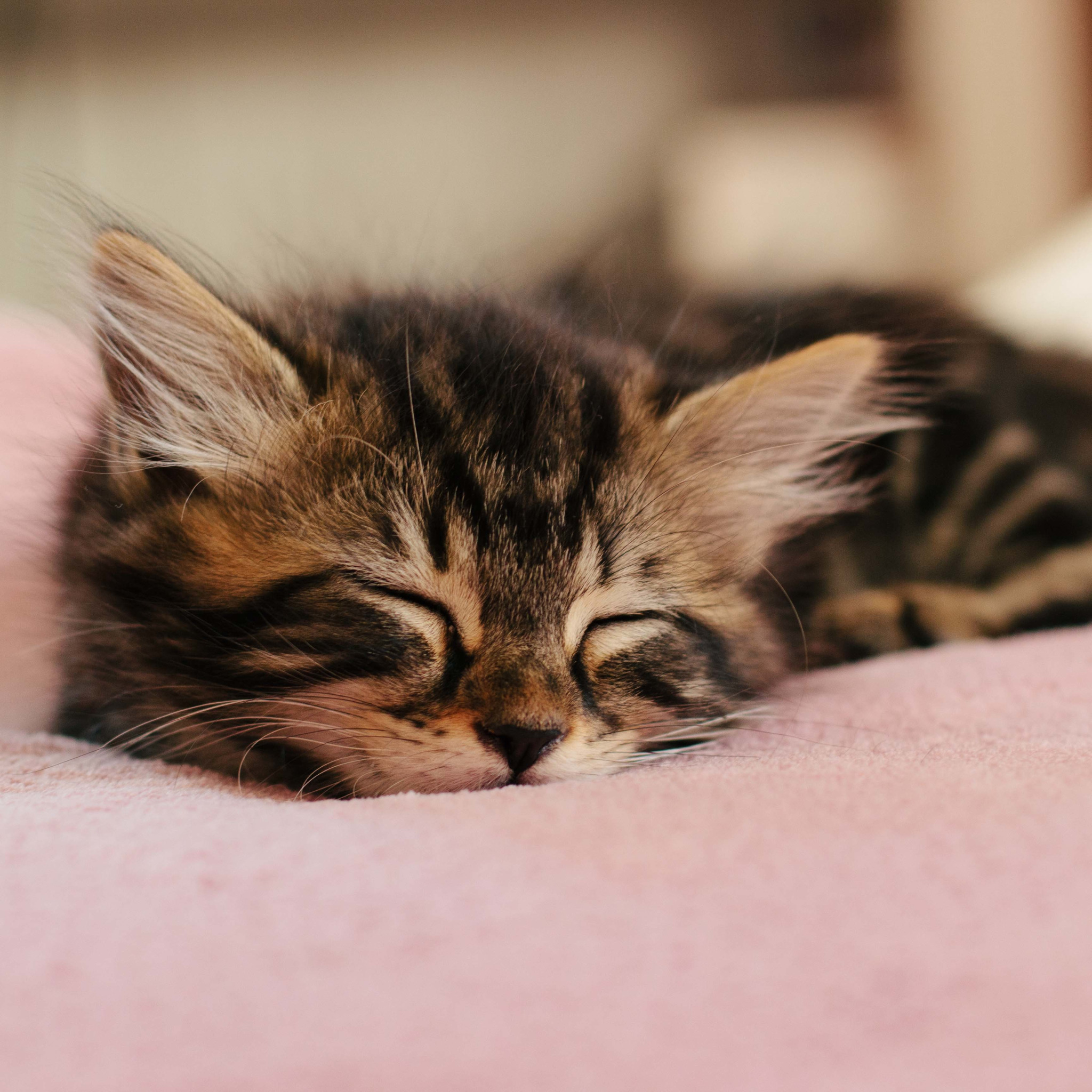 спящий котенок картинки спокойной ночи