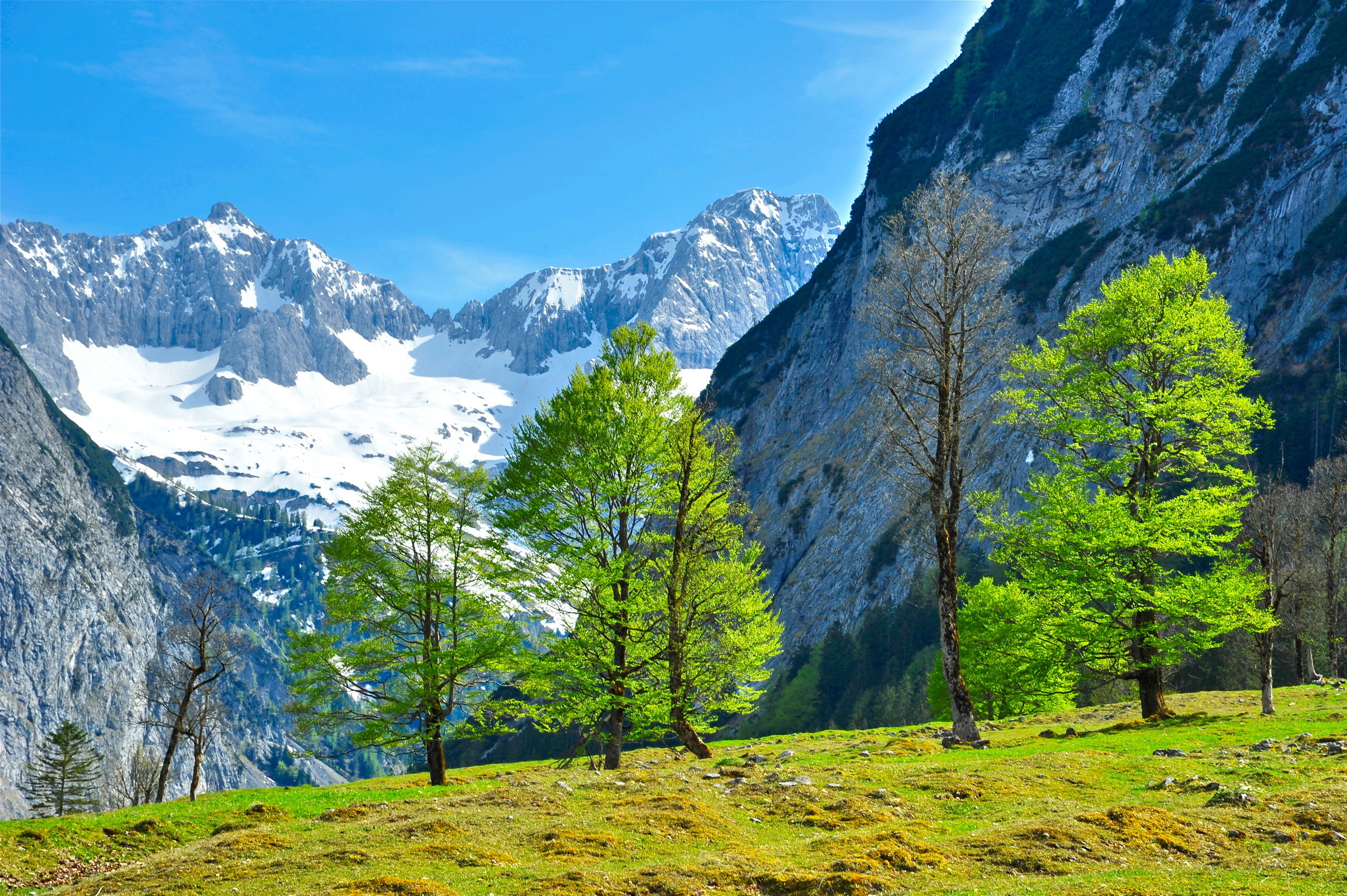 Альпы Швейцария деревья