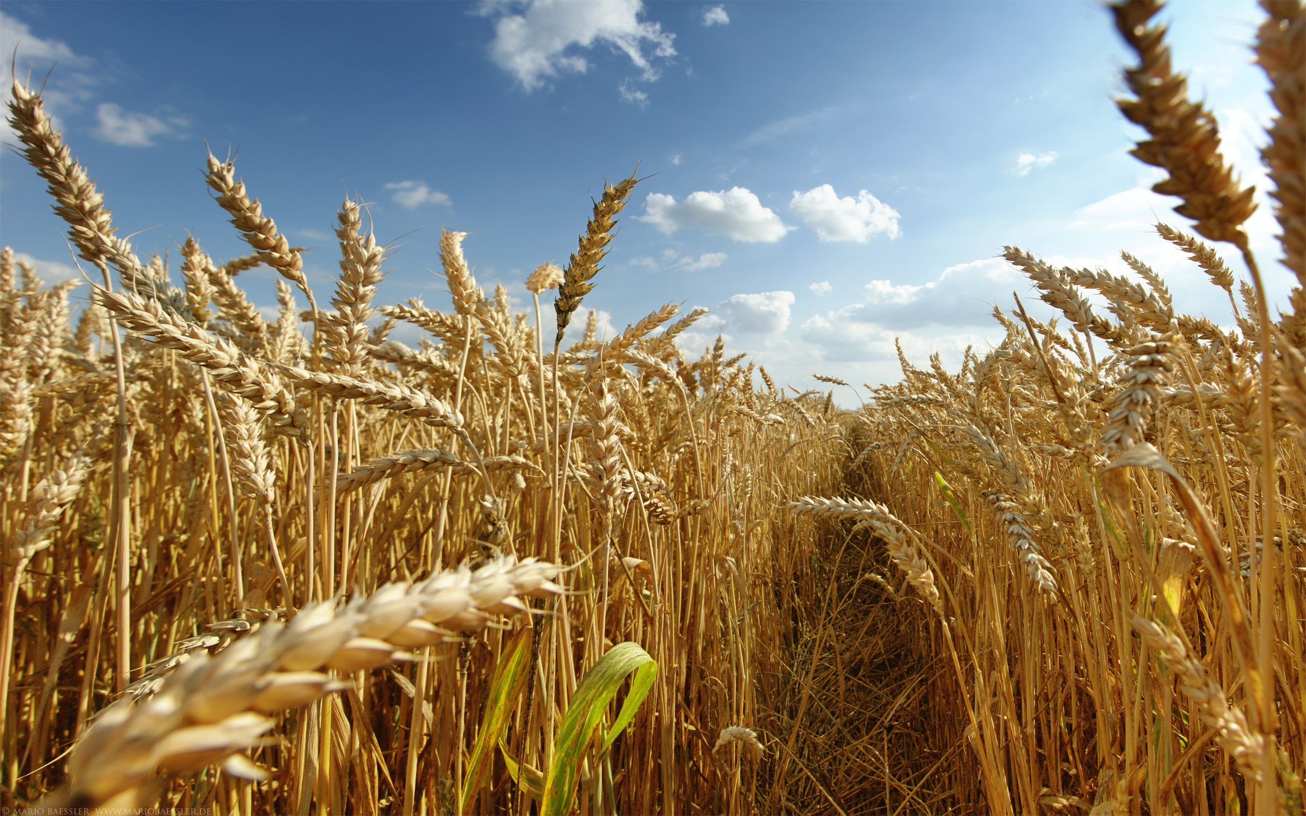 Рейтинг крупнейших владельцев сельхозземель в России изменится