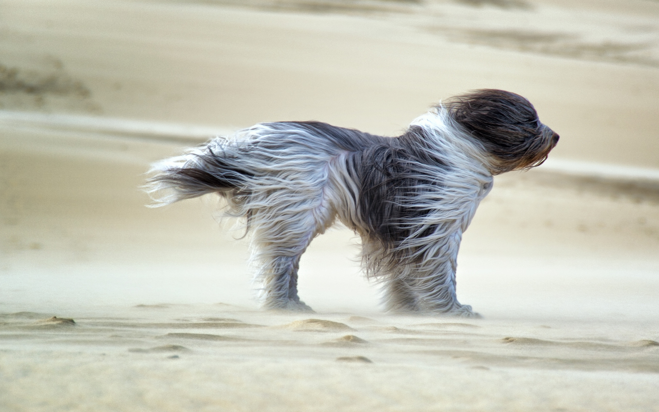 Скачать обои dog, sands, wind, fell, раздел собаки в разрешении 2560x1600.