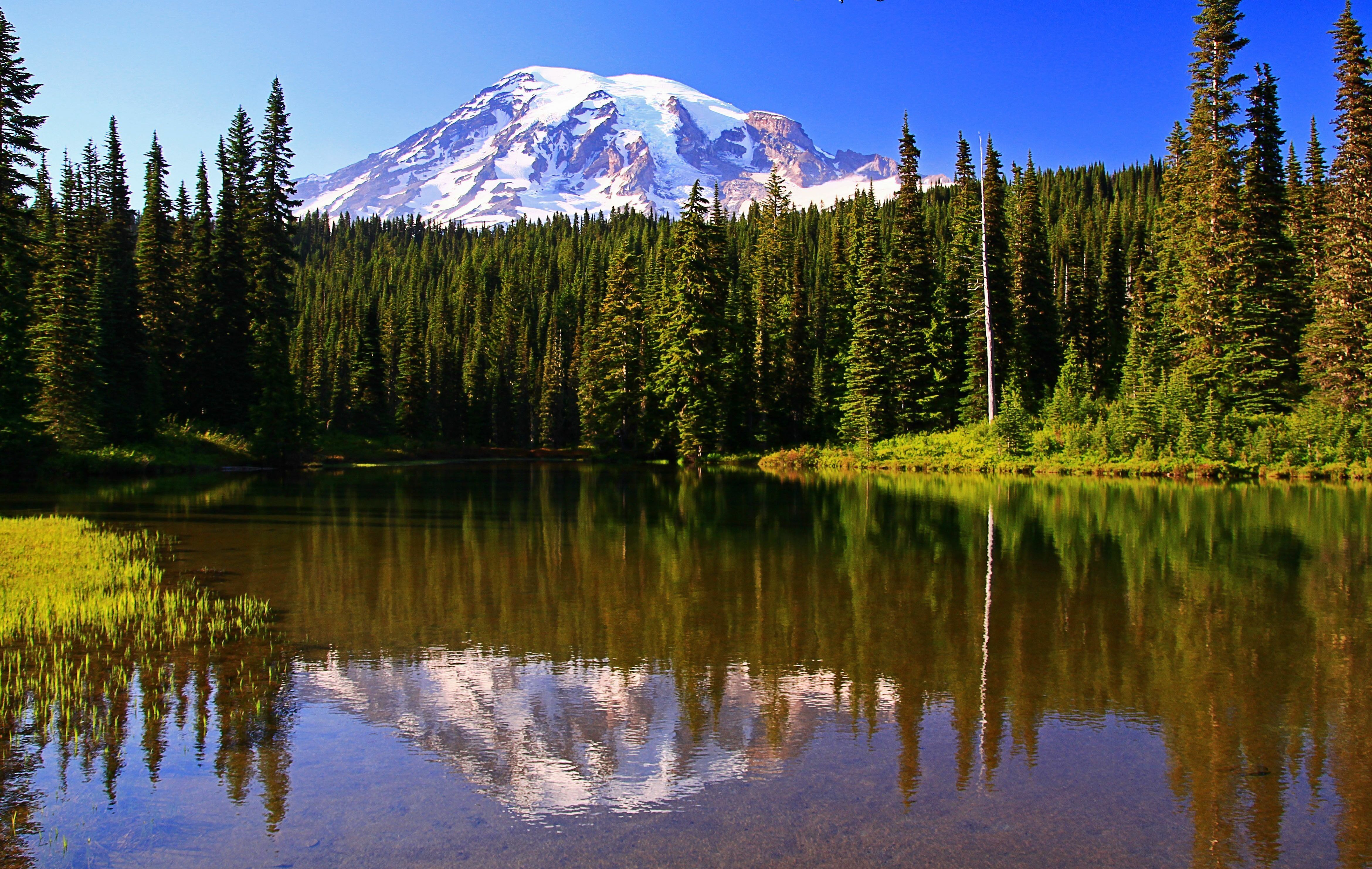 Скачать обои лес, горы, природа, река, Mt.Rainier National Park, WA Reflect...