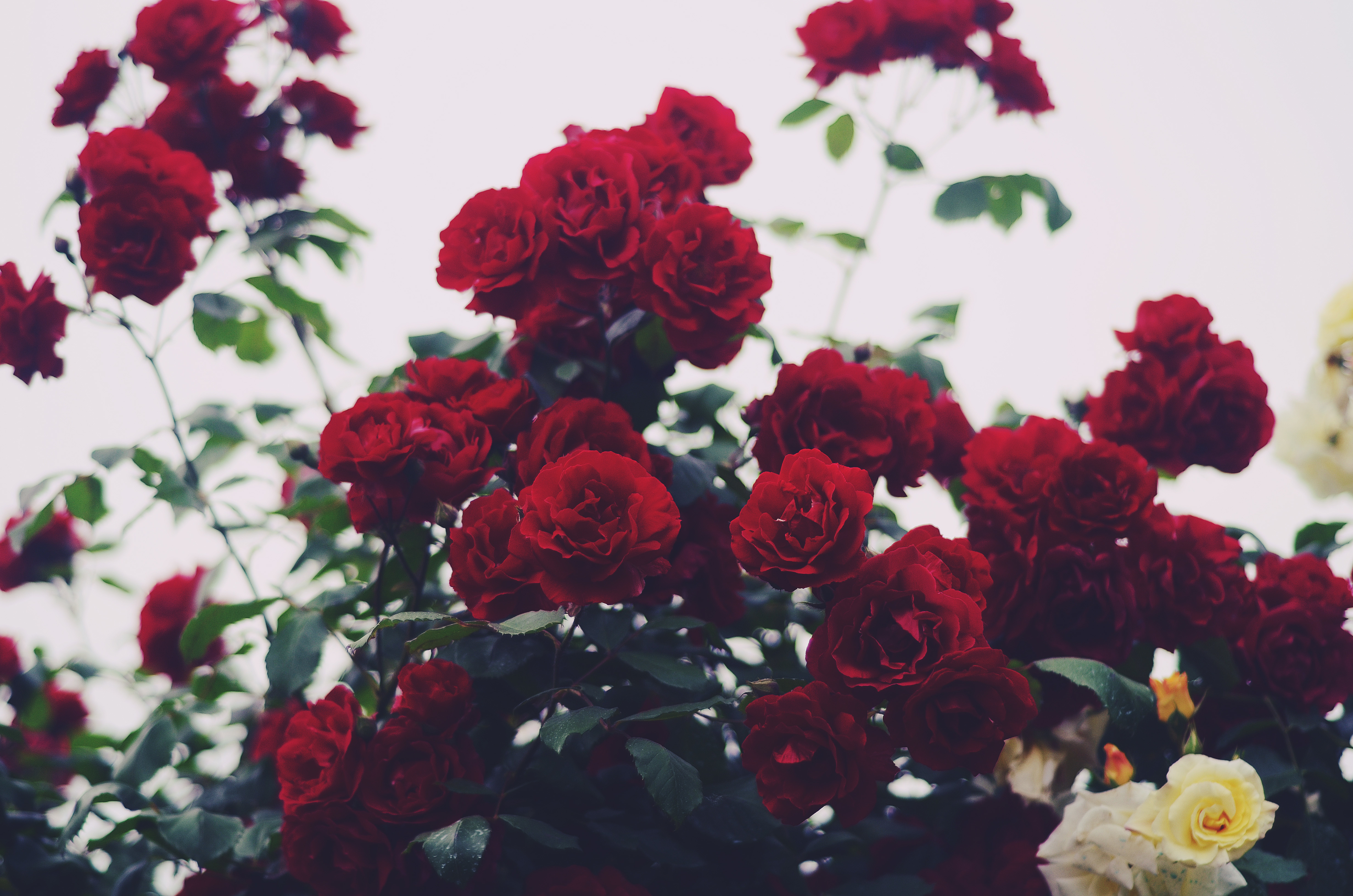 Скачать обои цветы, куст, розы, красные, раздел цветы в разрешении 4928x326...