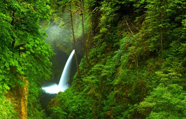 Картинка лес, деревья, природа, река, водопад, Орегон, ущелье, США