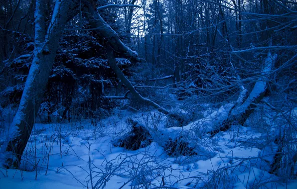 Картинка зима, лес, синий