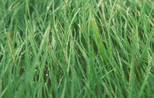 Картинка трава, зеленая, много
