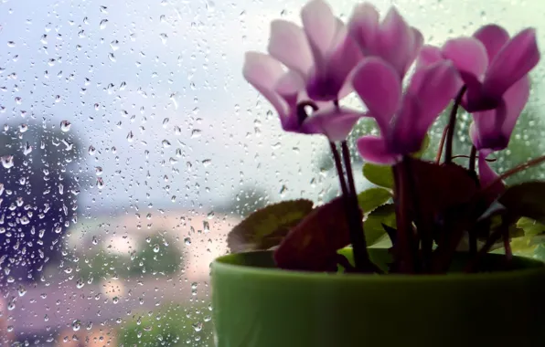 Картинка flower, rain, macro, drops