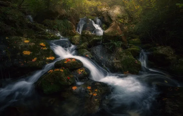 Картинка осень, лес, свет, природа, река, ручей, поток