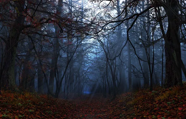 Картинка осень, лес, листья, лучи, графика, digital, Elegy