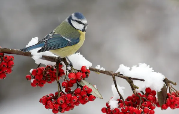 Картинка снег, ягоды, птичка, на ветке, рябина, синичка