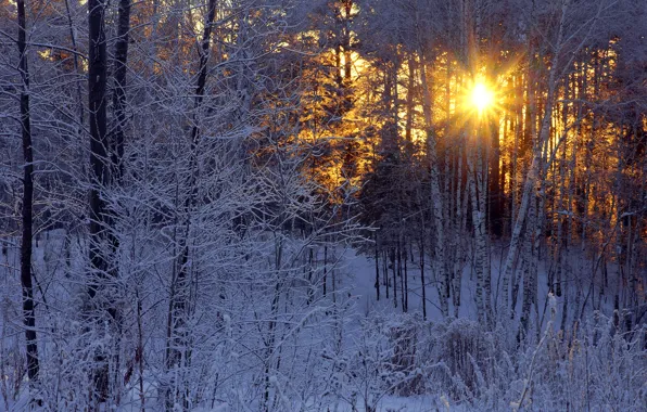 Картинка зима, иней, лес, солнце, лучи, березы
