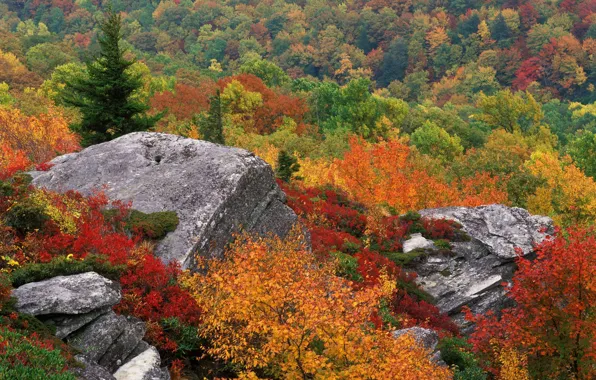 Картинка осень, небо, деревья, природа, камень