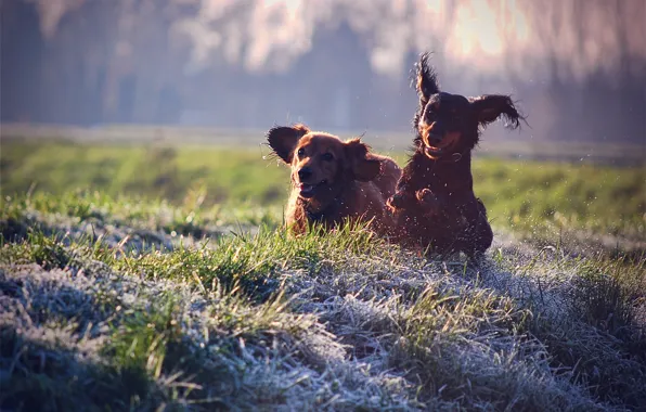 Картинка собаки, трава, радость, брызги, настроение, газон, отдых, собака, прогулка, colours, dogs