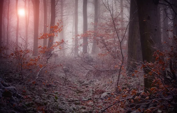 Картинка зима, иней, деревья, ветки, природа, туман, сумрачный лес, сухая листва