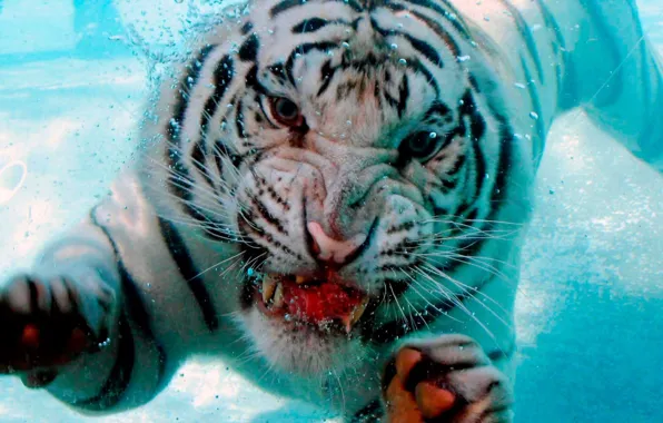 Картинка вода, пузырьки, тигр, пузыри, фон, пасть, клыки, погружение