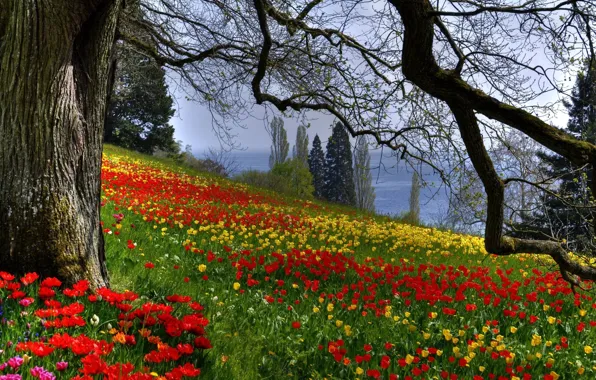 Картинка ветки, природа, дерево, Цветы, весна, тюльпаны