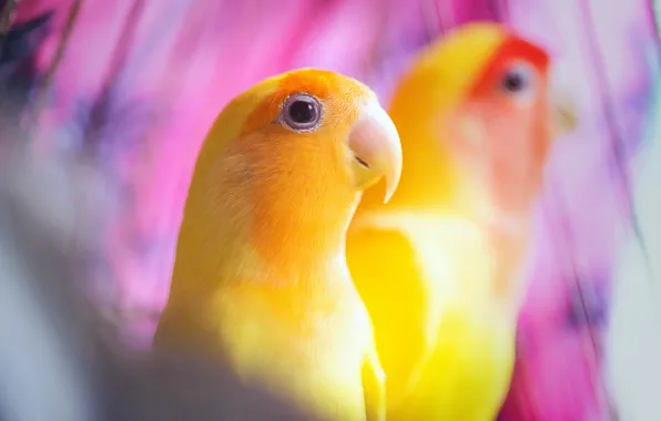 Картинка птицы, фон, желтые, попугаи