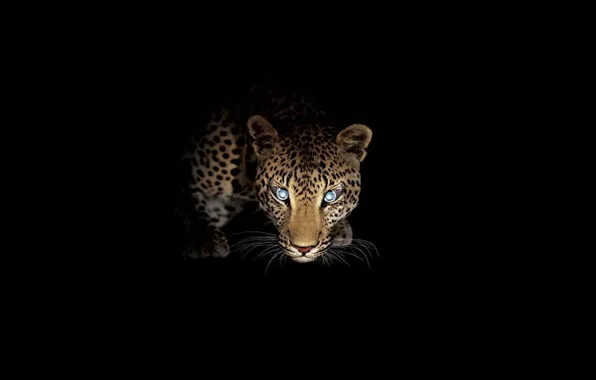 Картинка взгляд, ночь, хищник, леопард, охота