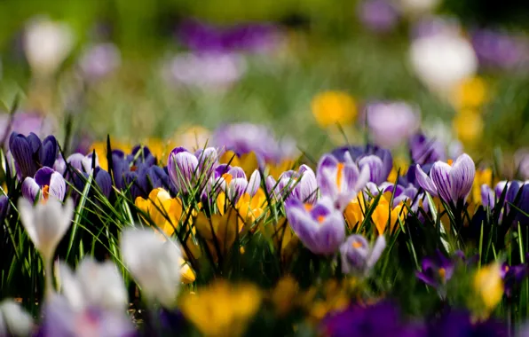 Картинка цветы, поляна, весна, желтые, фиолетовые, крокусы