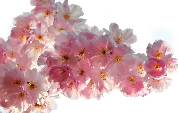 Картинка макро, цветы, ветки, вишня, красота, весна, лепестки, сакура, нежные, розовые, white, бутоны, цветение, pink, flowers, …