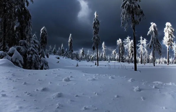 Картинка зима, снег, сугробы, ёлки, winter apocalypse