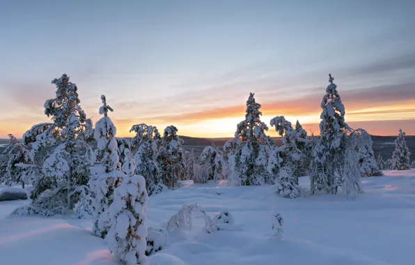 Картинка зима, снег, деревья, сугробы, Швеция, Sweden, Overtornea, Эвертурнео