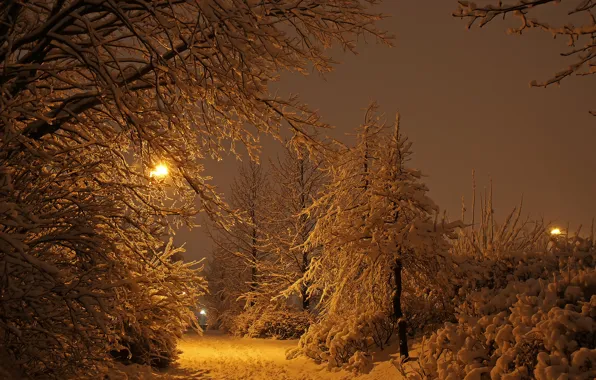 Картинка зима, свет, снег, деревья, ночь, огни, парк, Исландия, Рейкьявик