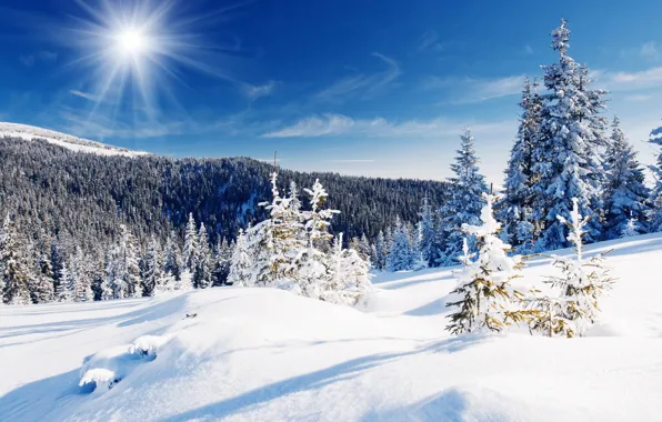 Картинка зима, лес, небо, снег, деревья, голубое, сугробы, лучи солнца