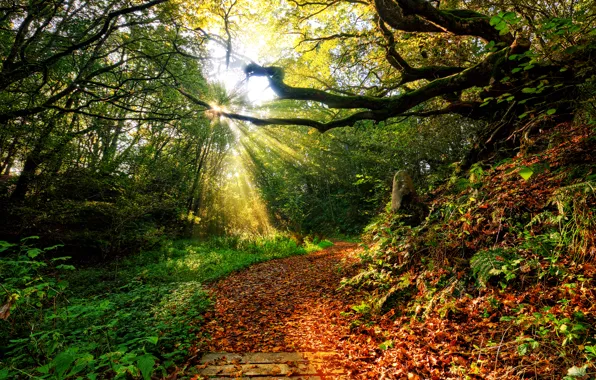 Картинка осень, лес, небо, трава, листья, солнце, облака, лучи, пейзаж, закат, природа, пути, цвет, grass, forest, …