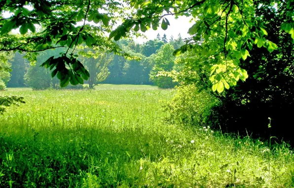 Картинка зелень, лето, трава, деревья, тени, солнечный день