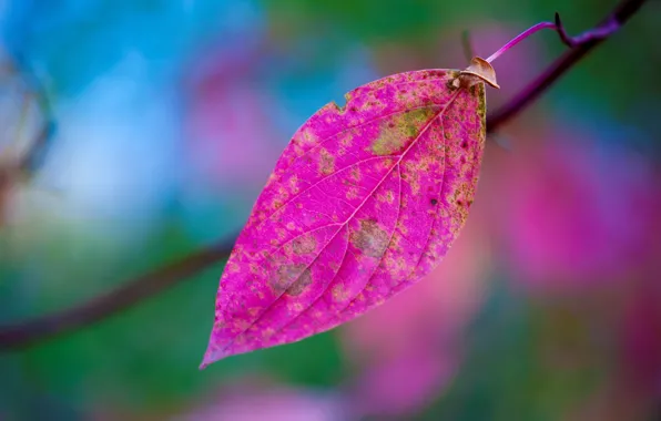 Картинка осень, природа, лист, краски, ветка