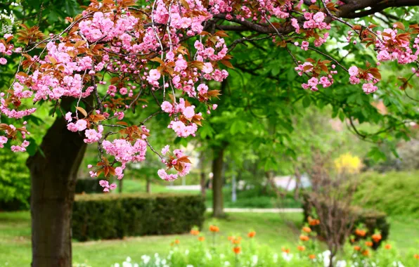 Картинка цветы, природа, парк, весна, розовые, nature, park, Photo, pink flowers