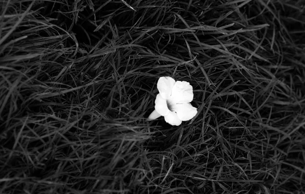 Картинка белое, Цветок, черное