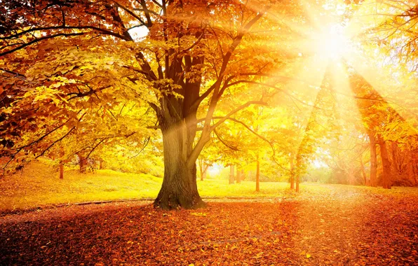 Картинка осень, лес, листья, солнце, дерево, autumn, leaves