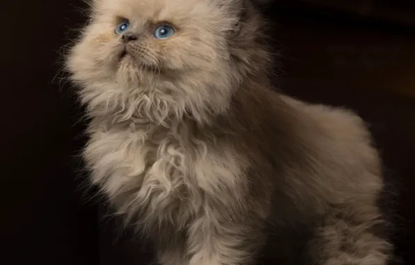 Картинка взгляд, пушистый, котёнок, голубые глаза