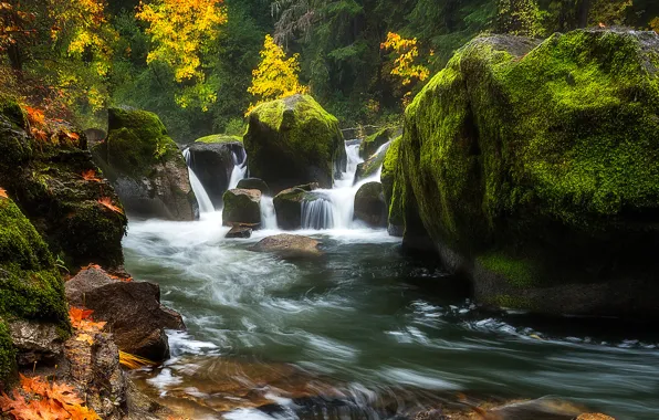 Картинка осень, лес, деревья, река, камни, скалы, мох, поток