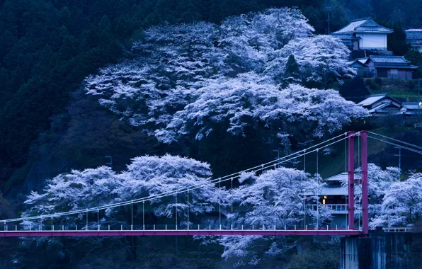 Картинка деревья, мост, весна, вечер, Япония, сакура, склон, цветение