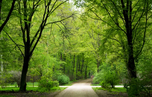 Картинка зелень, лес, лето, деревья, природа, парк, обои, Германия, Берлин