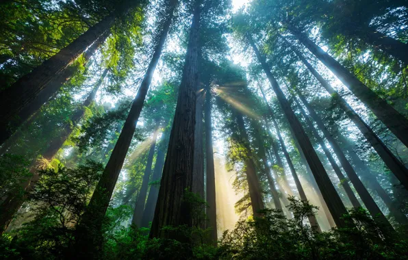 Картинка лес, солнце, свет, деревья, Калифорния, США, секвойи, Национальный парк Редвуд