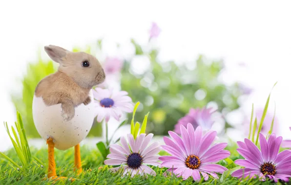 Картинка трава, цветы, природа, праздник, весна, кролик, Пасха, ножки, скорлупа, Easter