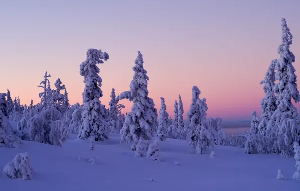 Картинка зима, снег, деревья, закат, Финляндия, Finland, Lapland, Лапландия, Levi, Леви