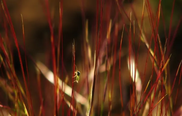 Картинка трава, листья, близорукость, букашка, красная фигня