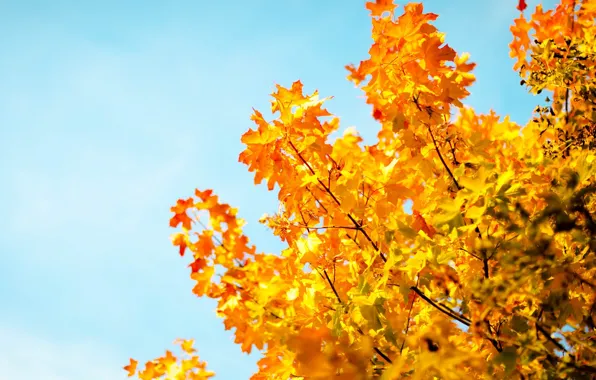 Картинка осень, небо, листья, макро, деревья, фон, дерево, обои, голубое, размытие, желтые, wallpaper, листочки, sky, широкоформатные, …